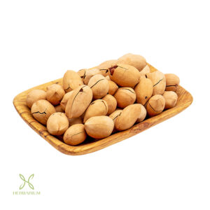 پکان (گردوی آمریکایی) هرباریوم